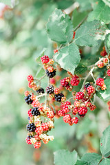 young unripe blackberries hang in clusters on a green Bush during the ripening period in summer