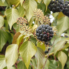 (Hedera helix) Common ivy or English ivy used decoratively with purple-black ripe berries in winter