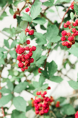 young unripe blackberries hang in clusters on a green Bush during the ripening period in summer