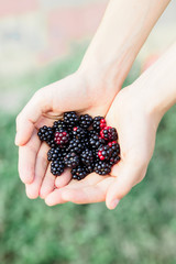 Organic fruit, young harvested, ripe blackberries in the hands of a farmer during the harvest period in summer