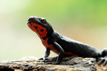Salamander red belly front view, red belly amphibian closeup, salamander red belly on wood