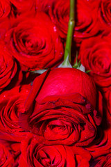 Red rose flower. Close up of red roses and water drops. Roses in flower shop. A red rose bloom. Rose petals. Natural bright roses background. Bright red rose for Valentine Day. A close up macro shot