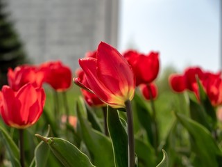 Red tulip against the background of blurred tulips in the park.