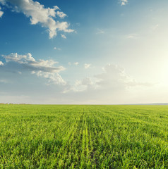 green agriculture field and sunset in clouds