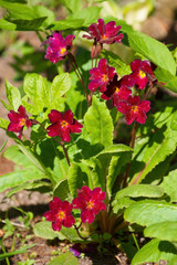 Primula