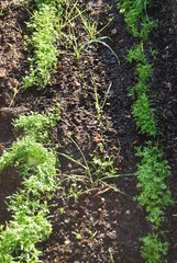 Early Carrots Growing in Allotment