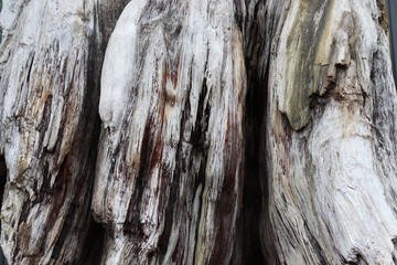 Old bark from giant tree trunk