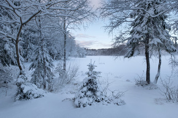 small Christmas tree covered in fresh snow in a fabulous winter pine forest after a snowfall