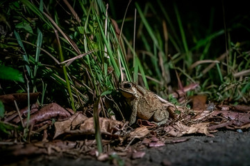 Frog