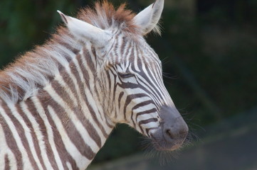 Portrait of a zebra with closed eyes