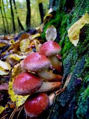 Beautiful mushrooms after a rain in the forest