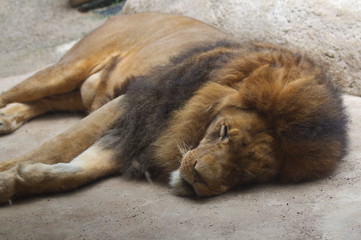 Al lion sleeping in the sun