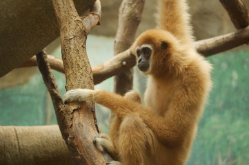 A gibbon monkey sitting on a tree