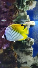 Nature in the mountains, snow, fish in the aquarium.