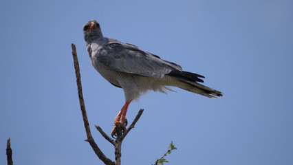 Pale chanting goshawk