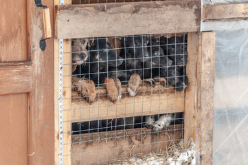 Five black puppies and their mother look out curiously from a cage in a shelter for stray dogs