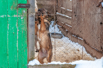 A cute dog with a touching look looks out of a cage in a shelter for homeless dogs.