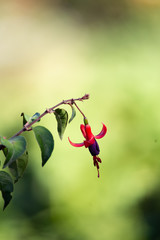 flor pequeña hermosa rosa y morada natural 