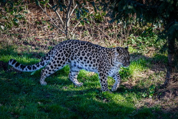Stalking leopard