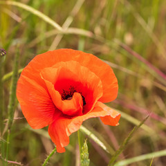 Obraz premium Mohnblumen 51