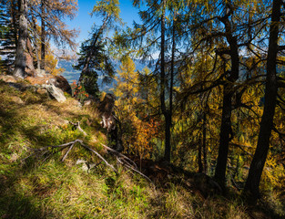 Peaceful sunny day autumn Alps mountain forest view. Reiteralm, Steiermark, Austria.