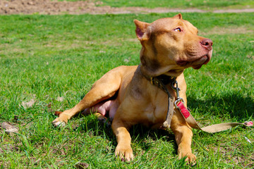 Animals, pets concept. Cute ginger pitbull terrier lying on green grass. Dog relaxing outdoors. 