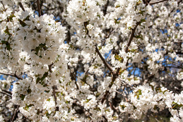 Cherry Flowers 6