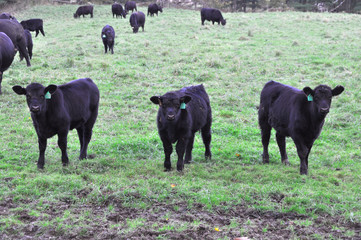 Cutest Cows By The Numbers