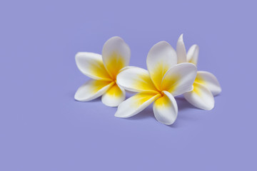 Beautiful white flowers frangipani plumeria alba on violet background.