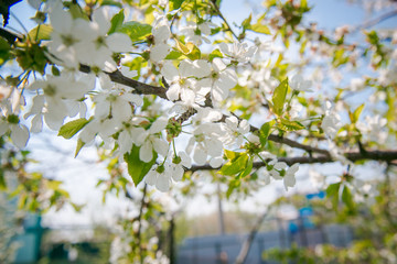 Gardening in spring. Spring Flowering branch on background blue sky. Cherry Blossom. White flowers on tree branch, selective focus