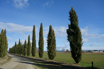 Tuscan scenery of a white country road lined with cypress trees against a background of a blue sky...