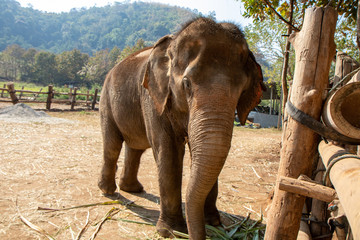 Fototapeta na wymiar Elephants in Chiang Mai, Thailand