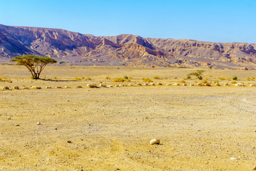 Wadi Paran Nature reserve, in the Negev Desert