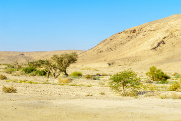 Fototapeta na wymiar Desert landscape in the northern part of the Arava