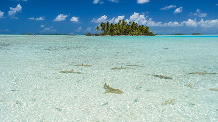  Small sharks swim near paradise island, Rangiroa atoll, Pacific Ocean, Rangiroa, society islands,...