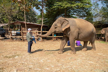 Fototapeta premium Elephants in Chiang Mai, Thailand