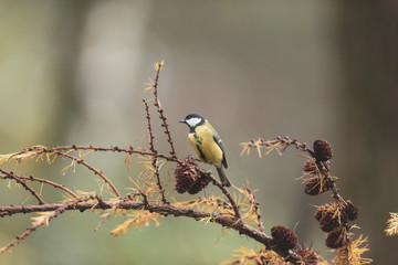 Great tit on branch of fir tree in autumn.