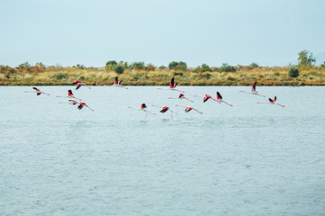 Pink flamingos is flying over the salt lake