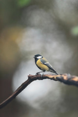Great tit on a branch in autumn forest.