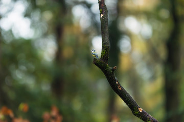 A blue tit perched on a mossy branch in autumn forest.