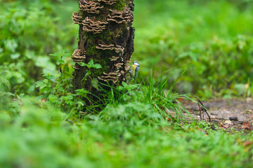 Fototapete bei efototapeten.de bestellen   