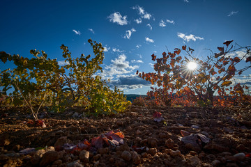 backlight of the sun with star through the grape leaves with autumn color