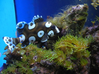 aquarium fish