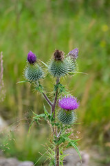 Schottische Distel, Blüte in Lila in den Highlands von Schottland