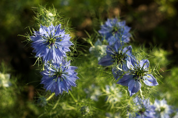 Dainty Nigella sativa flowe (Love-in-a-mist), summer herb plant with different shades of blue flowers on small green shrub. View from above