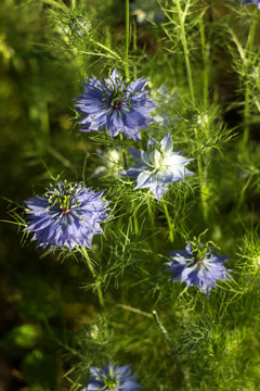Dainty Nigella sativa flowe (Love-in-a-mist), summer herb plant with different shades of blue flowers on small green shrub.