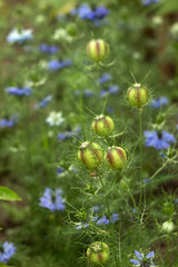 Dainty Nigella sativa flower with blue flowers (Love-in-a-mist), summer herb plant with different shades of blue flowers on small green shrub. Blackhead Seed Boxes