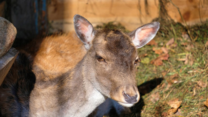 portrait of a young roe deer