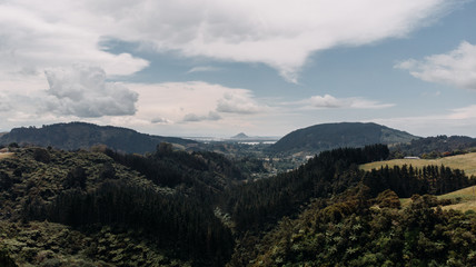 Obraz premium mount manganui new zealand forest