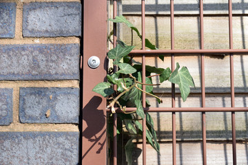 Ivy Plant Climbing Steel Fence beside Grey Sunny Brick Wall 